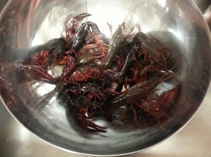 crawfish