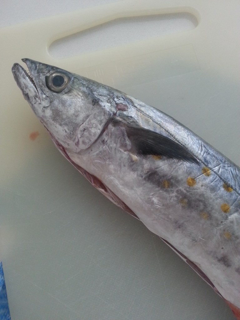 spanish mackerel